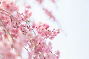 Obraz premium 京都の枝垂桜