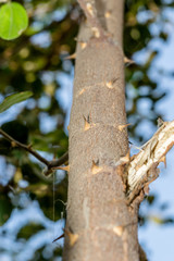 a branch of sharp and long thorns with dark background 