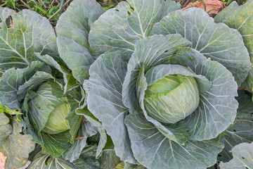 Growing organic vegetables ,Cabbage with traces of leaf-eating insects, non-toxic vegetables Not spraying insecticide