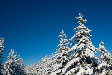 Winter Pine Forest with Snow covered branches Christmas Trees on Sunny day. Blue Sky. Covered fir trees on a winter day. Winter background. Snowy Christmas forest.