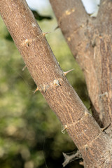 a branch of sharp and long thorns with dark background 
