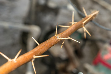a branch of sharp and long thorns with dark background 