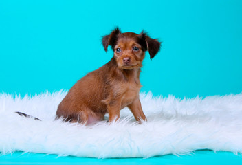 Cute puppy sitting on a blue background. A beautiful dog poses on a white cloud in the Studio. Copy of the space. Free space for text. Horizontal image. Russian toy
