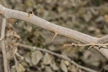 a branch of sharp and long thorns with dark background 