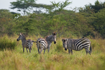 plains zebra, equus quagga, equus burchellii, Africa, Rwanda