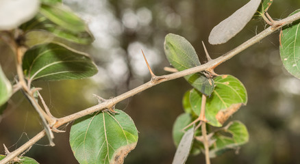 a green branch of tree have sharp thorns