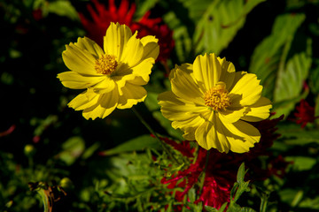 Cosmos sulphureus is also known as sulfur cosmos and yellow cosmos. Mexican Aster flowers