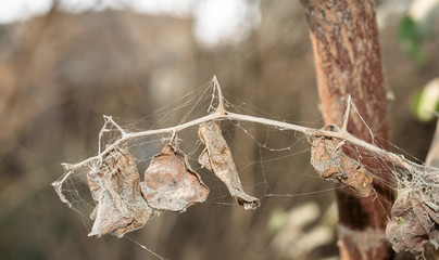 sharp thorns with spider web