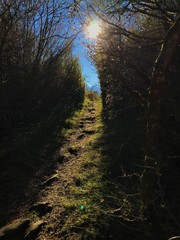 camino estrecho rodeado de arboles con la luz del sol de fondo en lo alto de la cima del pic du jer en francia