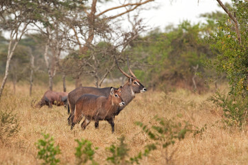 waterbuck, kobus ellipsiprymnus, Rwanda, Africa