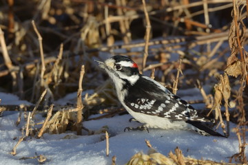 Downy Woodpecker male