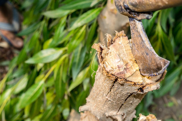 a tree is being cutting down by a traditional axe 
