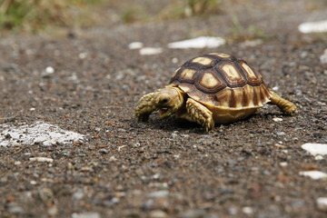 Baby african spurred tortoise or sulcata tortoise