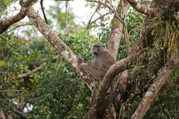 chacma baboon, papio ursinus, Uganda