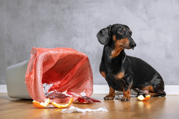 Cute dachshund dog, black and tan, looking up with a guilty expression while sitting next to a tipped over garbage can