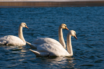 white swans on an autumn lake on a sunny day