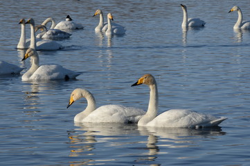 Whooper swans on wintering in the south of Western Siberia. Light Lake.