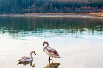 white swans on an autumn lake on a sunny day