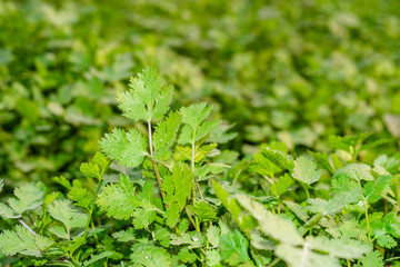 fresh and healthy green coriander leaves farm