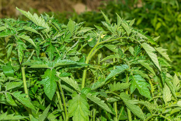 growing Fresh and healthy green tomato plants in the ground