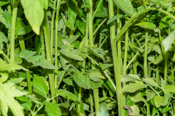 growing Fresh and healthy green tomato plants in the ground