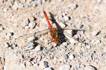 Libelle