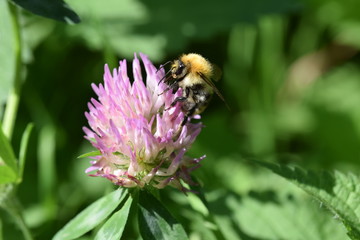 Hummel auf Rotklee