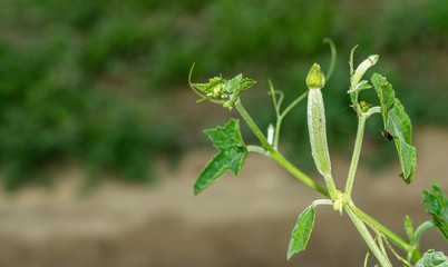 Luffa acutangula is a kind of zucchini. The cylindrical shape is long, the skin is thick, the edges...