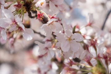 Closeup of Sakura cherry blossom branches on a cherry tree in full bloom