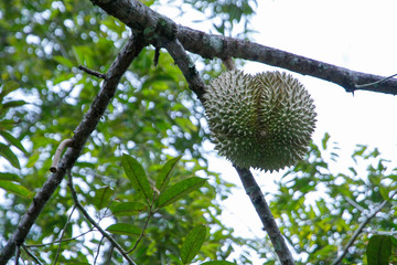 durian on tree