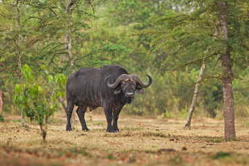 Naklejka na ściany i meble African buffalo, cape buffalo, syncerus caffer, Uganda 