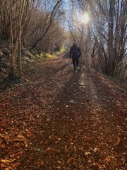 joven corriendo en la montaña por sendero de hojas naranjas otoñales rodeado de arboles y el sol asomando en la cima