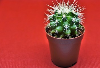 prickly green cactus on a red background