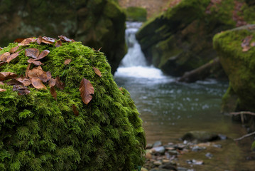 Macro of leaves in front of waterfall