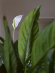 Japanese peace lilly in bloom