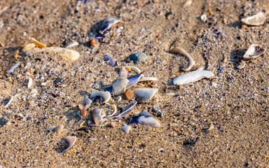 Shell and fragments on beach sand