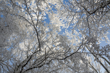 Winter background.Winter icing on trees.Winter landscape.