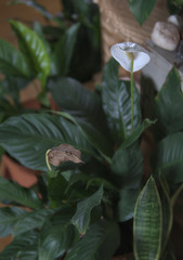 Japanese Peace lilly in bloom and wilting