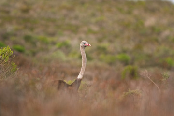 common ostrich, struthio camelus, South Africa