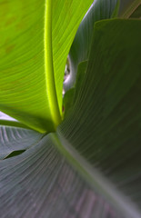 Banana Leafs