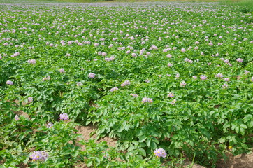 Blooming potato field on a summer day