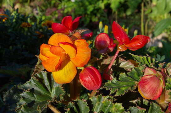Picot Bilder Durchsuchen 642 Archivfotos, und Videos