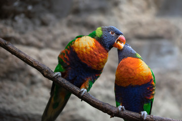 Obraz premium Lori rainbow bird portrait