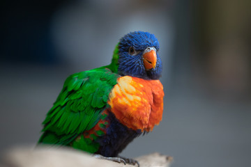 Lori rainbow bird portrait
