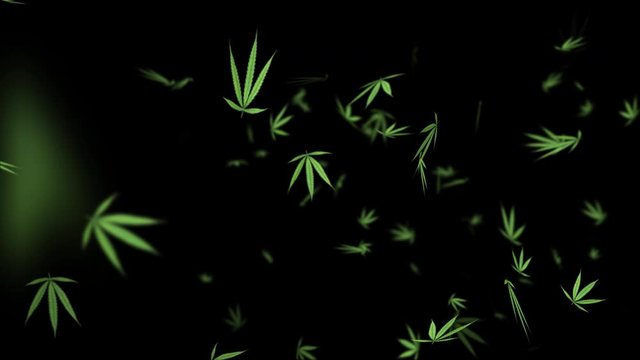 Falling cannabis leaves from left, cross frame transition, close up view, with start and end, isolated on alpha channel with black white matte, perfect for digital composition, film video mapping