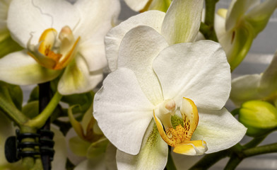 Nahaufnahme von zwei weißen exotischen Orchideen