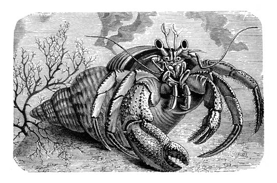 Hermit crab (Pagurus bernhardus) Engraved antique illustration from Brockhaus Konversations-Lexikon 1908