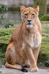 Fototapeta na wymiar Löwen Portrait Wildlife