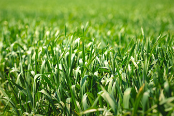 Macro of grass in meadow sun illuminates