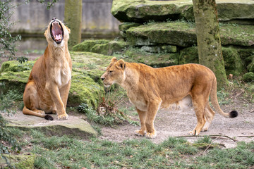 Löwen Portrait Wildlife